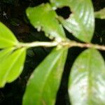 Erythroxylum macrophyllum List