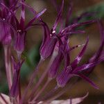 Allium falcifolium Flower
