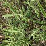 Centaurea collina Leaf