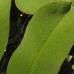 Salvia oblongifolia Leaf