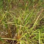 Carex pseudocyperus ശീലം