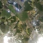 Tilia tomentosa Leaf