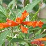 Bouvardia ternifolia Květ