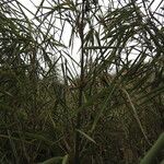 Phyllostachys sulphurea Hábitos