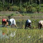 Oryza sativa Hábito