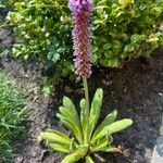 Primula vialii Flower