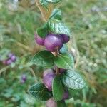 Rhaphithamnus spinosus Fruto