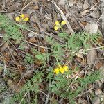 Hippocrepis scorpioides