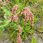 Persicaria lapathifolia Květ