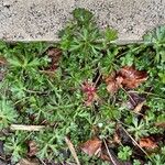 Geranium carolinianum Συνήθη χαρακτηριστικά