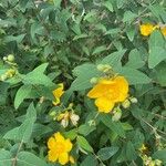 Hypericum × hidcoteense ফুল