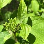 Cornus sanguineaLeaf