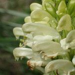 Pedicularis comosa Flor