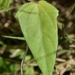 Thunbergia laevis Blad