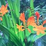 Crocosmia paniculata برگ