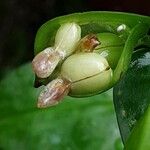 Commelina communis Vrucht