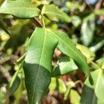 Cassia fistula Levél