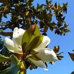 Magnolia grandifloraVirág