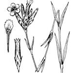 Dianthus scaber Egyéb