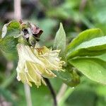 Lonicera caerulea Květ