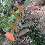 Glochidion phyllanthoides Hoja