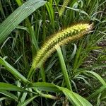 Setaria pumilaപുഷ്പം