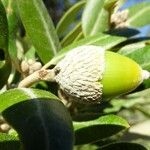 Quercus ilex Fruit