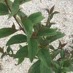 Elaeagnus multiflora 叶