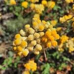 Helichrysum stoechasFleur