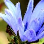 Cichorium endivia Flower