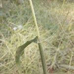 Digitaria ciliaris Blatt