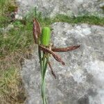 Fritillaria montana Other