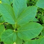 Aralia nudicaulis Folio