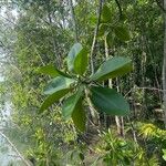 Rhizophora mucronata Yaprak