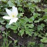 Anemone nemorosa Flor
