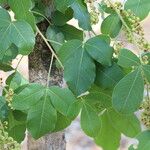 Searsia longipes Leaf