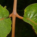 Vismia macrophylla Deilen