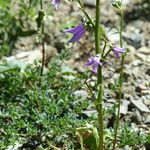 Campanula bononiensis Habit