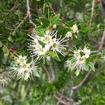 Tepualia stipularis Otro