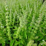 Ocimum americanum অভ্যাস