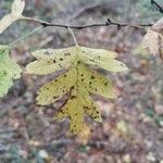 Crataegus azarolus Leaf