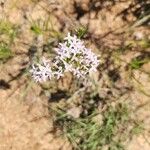 Stenaria nigricans Flower