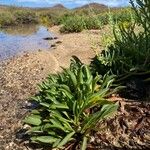 Limonium bollei Hoja