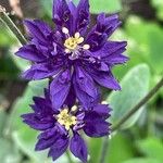 Aquilegia atrata Flor