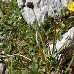 Carex parviflora Hoja