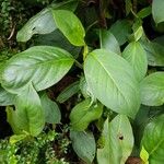 Peperomia striata Leaf