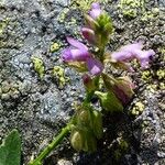 Polygala alpestris Blüte