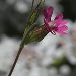Silene muscipula Квітка