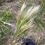 Andropogon bicornis Flower