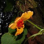 Momordica foetida Fruit